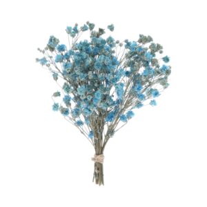 Paniculata Azul